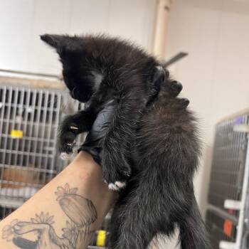Jazz -  Domestic Short Hair Cat Available for Adoption in TIMBERCRK CYN, Texas - Jazz | PetCurious