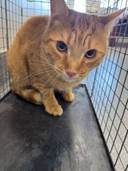 Domestic Short Hair Cats Available for Adoption in Sevierville, Tennessee - Bob The Builder | PetCurious