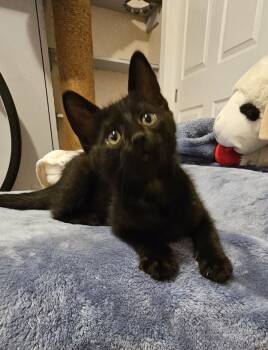 Coco -  Domestic Short Hair Cat for Adoption in Warr Acres, Oklahoma - Coco | PetCurious