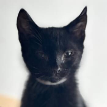 Rescue Domestic Short Hair Cats for Adoption in Pleasanton, California - Harlem | PetCurious