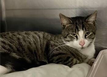 Rescue Domestic Short Hair Cats for Adoption in Philadelphia, Pennsylvania - Roger | PetCurious