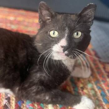 Lock -  Domestic Short Hair Cat for Adoption in New Berlin, Wisconsin - Lock | PetCurious