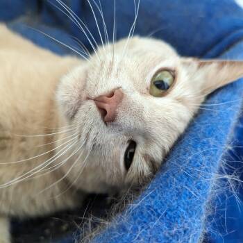 Apple -  Domestic Short Hair Cat for Adoption in Baltimore, Maryland - Apple | PetCurious