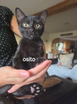 Osito -  Domestic Short Hair Cat for Adoption in San Antonio, Texas - Osito | PetCurious