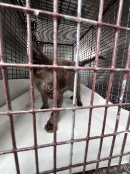 MINDY -  Domestic Short Hair Cat Available for Adoption in Doral, Florida - MINDY | PetCurious
