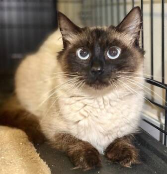 Rescue Ragdoll Cats for Adoption in Burnaby, British Columbia - Joy | PetCurious