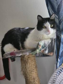 Oreo -  Domestic Short Hair Cat for Adoption in Bowie, Maryland - Oreo | PetCurious