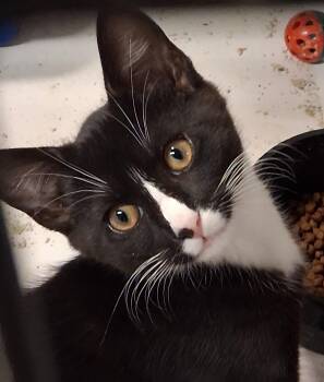 Jasper -  Tuxedo and Domestic Short Hair Cat for Adoption in Centreville, Virginia - Jasper | PetCurious