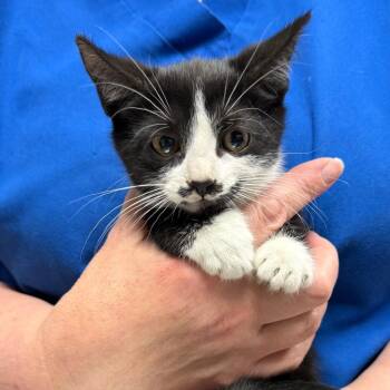 Annabelle -  Domestic Short Hair Cat for Adoption in Trenton, New Jersey - Annabelle | PetCurious