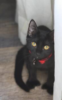 Rescue Extra Toes Cat Hemingway Polydactyl Cats for Adoption in Sonora, California - Emerson - Polydactyl | PetCurious