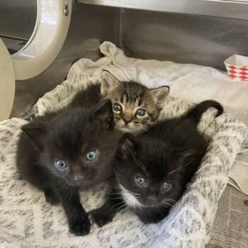 Shay -  Domestic Short Hair Cat for Adoption in Hawthorne, California - Shay | PetCurious