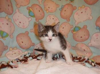CHUNKS -  Domestic Short Hair Cat for Adoption in San Jose, California - CHUNKS | PetCurious