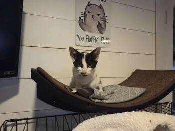 Motorhead -  Domestic Short Hair Cat for Adoption in Wyoming, Michigan - Motorhead | PetCurious