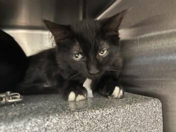 Domestic Short Hair Cats Available for Adoption in Colorado Springs, Colorado - CASABLANCA | PetCurious