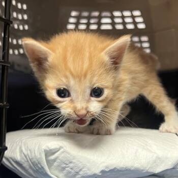 Rozonda -  Domestic Short Hair Cat for Adoption in Salt Lake City, Utah - Rozonda | PetCurious