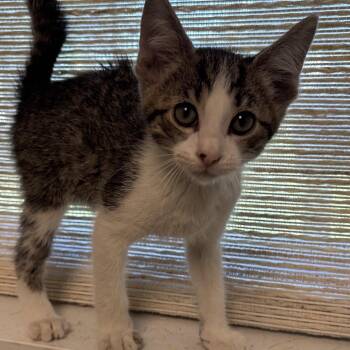 Lido -  Domestic Short Hair Cat for Adoption in Naperville, Illinois - Lido | PetCurious