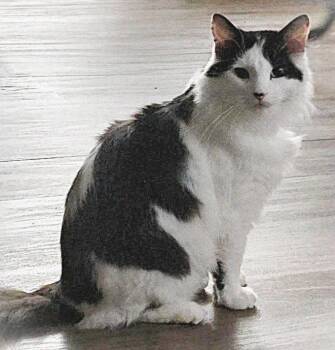 Crest(Kelilah) -  Domestic Long Hair Cat for Adoption in Trenton, New Jersey - Crest(Kelilah) | PetCurious