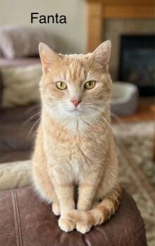 Tabby Cats Available for Adoption in Wyandotte, Michigan - Fanta | PetCurious