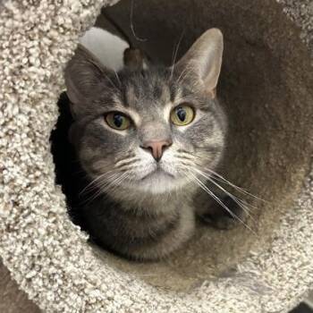 Luffy -  Domestic Short Hair Cat for Adoption in Worcester, Massachusetts - Luffy | PetCurious