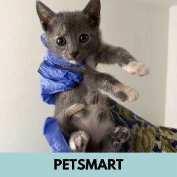 Pippy -  Domestic Short Hair Cat for Adoption in Lakewood, Colorado - Pippy | PetCurious