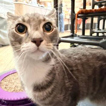 Domestic Short Hair Cats Available for Adoption in New York, New York - Garrett | PetCurious