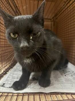 Khalessi -  Domestic Short Hair Cat for Adoption in Austin, Texas - Khalessi | PetCurious