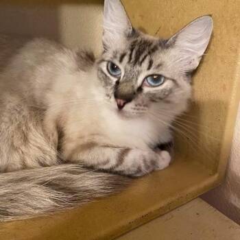 Rescue Siamese Cats for Adoption in Schertz, Texas - Mollie | PetCurious