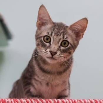 Rescue Domestic Short Hair Cats for Adoption in Los Angeles, California - Tyson | PetCurious