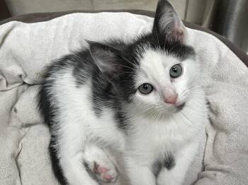 Rescue Domestic Short Hair Cats for Adoption in Westfield, New Jersey - Simon | PetCurious