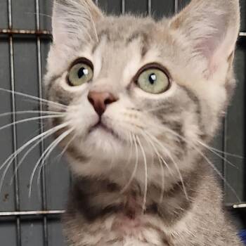 Firefly K45807 -  Domestic Short Hair Cat for Adoption in Corsicana, Texas - Firefly K45807 | PetCurious