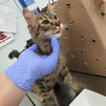 Daffodil -  Domestic Short Hair Cat for Adoption in Chattanooga, Tennessee - Daffodil | PetCurious