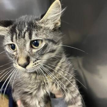 Mom Kit 2 -  Domestic Short Hair Cat for Adoption in Marble, North Carolina - Mom Kit 2 | PetCurious