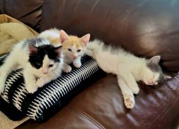 Pearl -  Domestic Long Hair Cat for Adoption in Emporia, Kansas - Pearl | PetCurious
