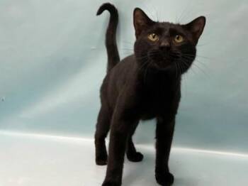Nova -  Domestic Short Hair Cat for Adoption in Minneapolis, Minnesota - Nova | PetCurious