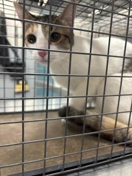 VIPER -  Domestic Short Hair Cat for Adoption in Las Vegas, Nevada - VIPER | PetCurious