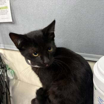 Daeron -  Domestic Short Hair Cat for Adoption in Pasadena, California - Daeron | PetCurious