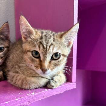 Ginger Spice -  Domestic Short Hair Cat for Adoption in West Des Moines, Iowa - Ginger Spice | PetCurious