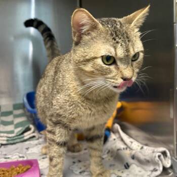 Domestic Short Hair Cats Available for Adoption - Donald | PetCurious