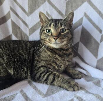 Domestic Short Hair Cats Available for Adoption - Kallik | PetCurious