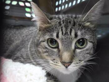 SCAULDRON -  Domestic Short Hair Cat for Adoption in Omaha, Nebraska - SCAULDRON | PetCurious