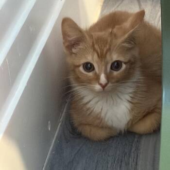 Paulie -  Domestic Short Hair Cat for Adoption in Monroe, North Carolina - Paulie | PetCurious