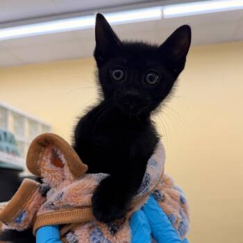 Munchkin -  Domestic Short Hair Cat for Adoption in West Palm Beach, Florida - Munchkin | PetCurious