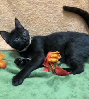 Sua - KBC -  Domestic Short Hair Cat for Adoption in Dublin, Ohio - Sua - KBC | PetCurious