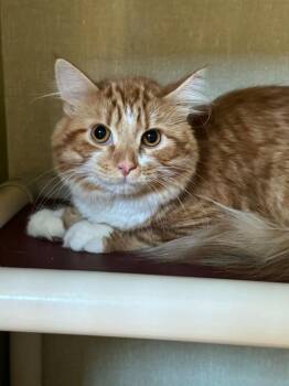 Hashbrown -  Domestic Long Hair Cat for Adoption in Marion, Ohio - Hashbrown | PetCurious