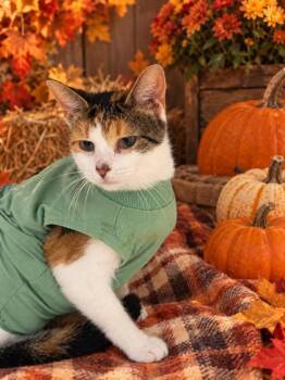 Critters -  Calico Cat for Adoption in Belleville, Michigan - Critters | PetCurious