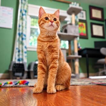 Helen -  Domestic Short Hair Cat for Adoption in Silver Spring, Maryland - Helen | PetCurious
