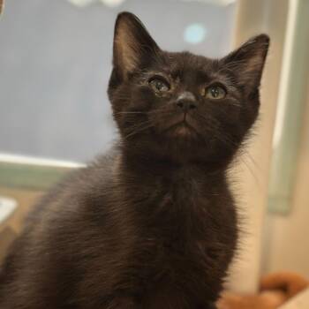 Orsted -  Domestic Short Hair Cat for Adoption in Matteson, Illinois - Orsted | PetCurious