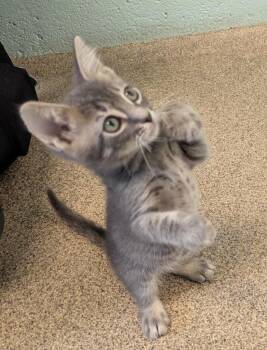 Domestic Short Hair Cats Available for Adoption in Cape Coral, Florida - Lorne | PetCurious