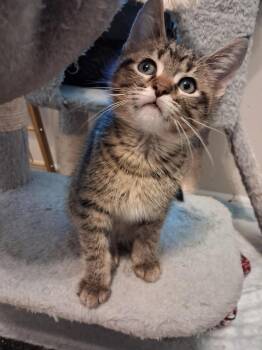 Domestic Short Hair Cats Available for Adoption in Wheaton, Illinois - Andrew | PetCurious