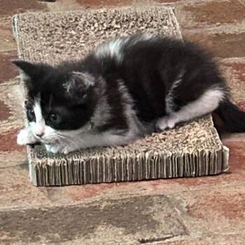 Wocket -  Domestic Short Hair Cat for Adoption in Chattanooga, Tennessee - Wocket | PetCurious
